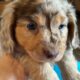AKC Mini Long Hair Dachshund Puppies